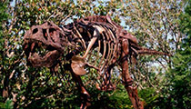 Dino-Sue