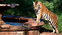 Maharajah Jungle Trek