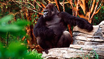 Pangani Forest Exploration Trail