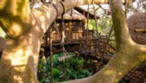 Swiss Family Treehouse