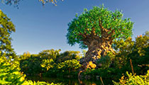 The Tree of Life