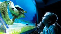 Turtle Talk with Crush